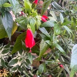 Sleeping Hibiscus 4”