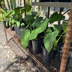 Elephant ear plants