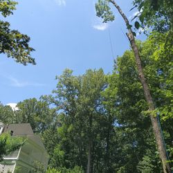 Tree Experts 