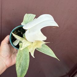 4” florida ghost philodendron