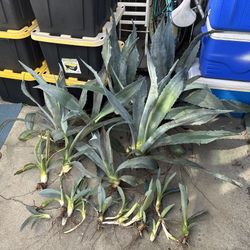 Blue Agave