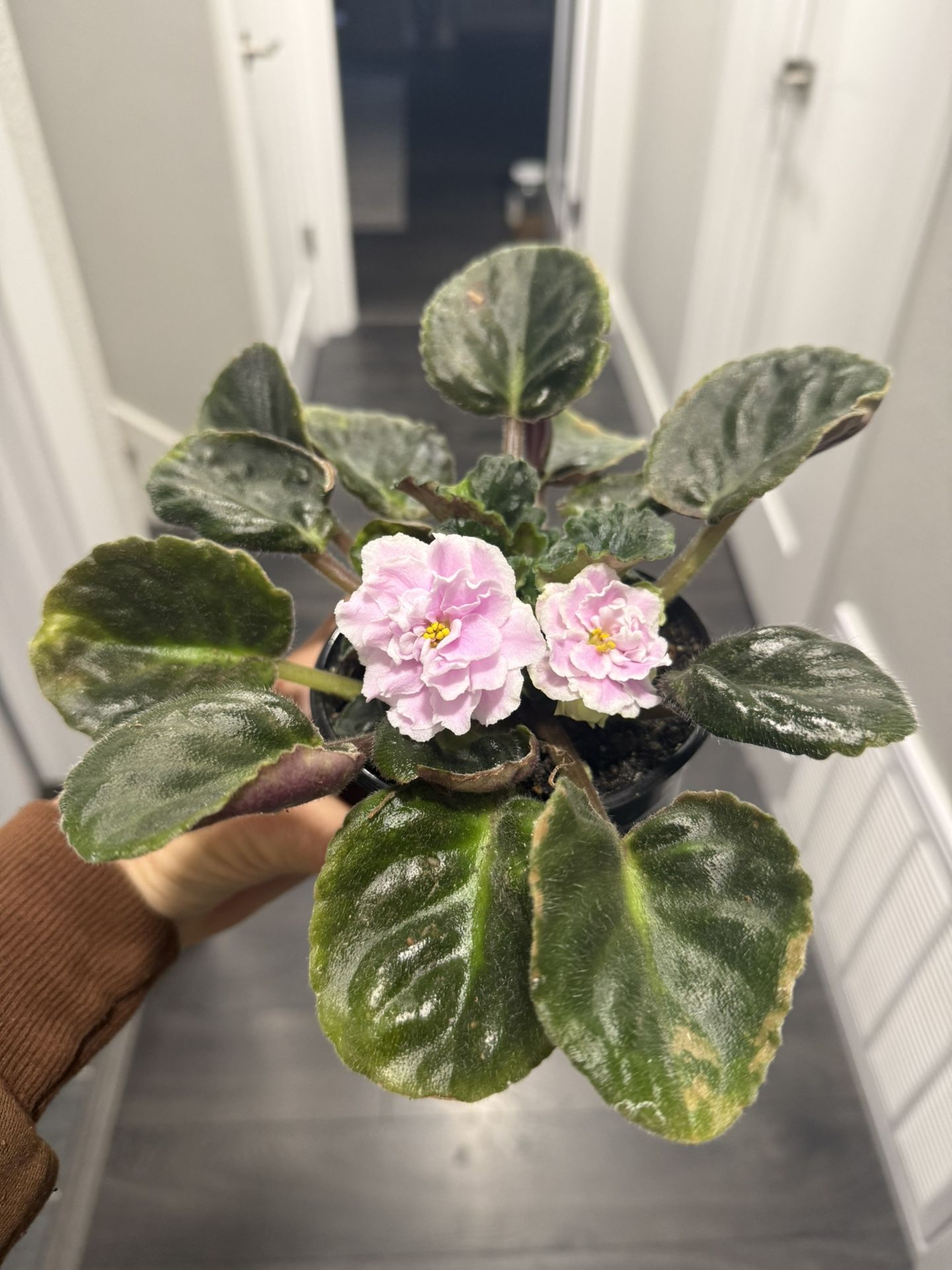 Baby Pink African Violet Plant Blooming In Pot Gorgeous