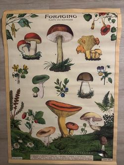 Foraging Plants and Mushrooms Botanical Poster
