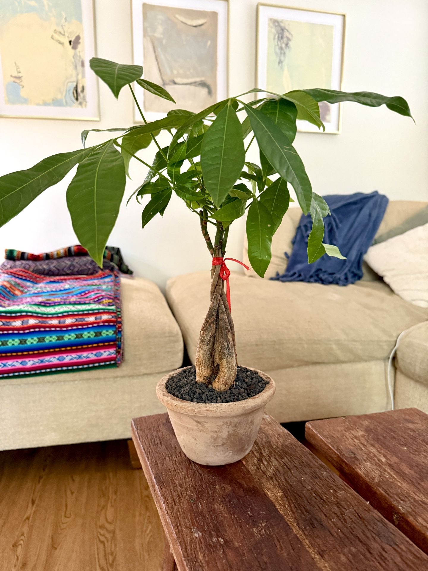 Pachira aquatica Money Tree Plant in vintage terracotta