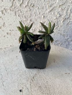 2 Inch Pot Succulent Plant - Kalanchoe Serrata Mannoni & Boiteau - Magic Tower - Established - Drought Resistant 🪴 Perfect Baby & Wedding Shower Favo