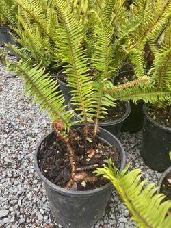 Western Sword Ferns native plants
