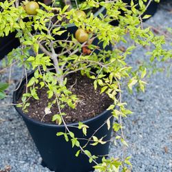 Pomegranate Tree