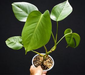 Monstera Deliciosa – Established Plant 🌿