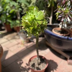 Topiary Aeonium Succulent 