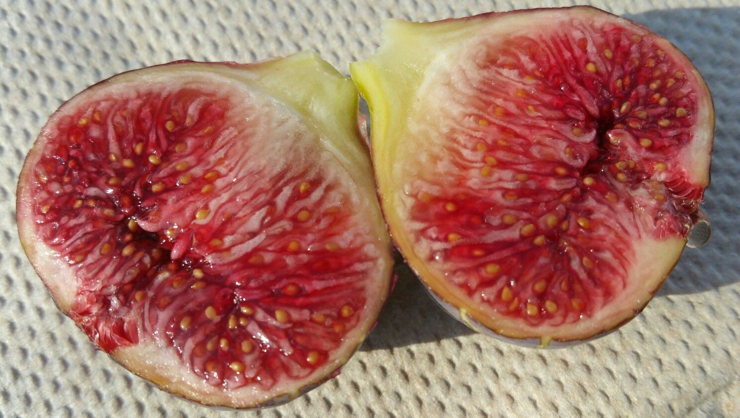 Fig Tree