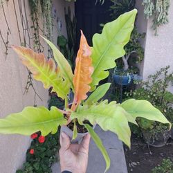 Philodendron Golden Crocodile 🐊 Plant $28
