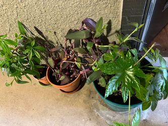 Plants