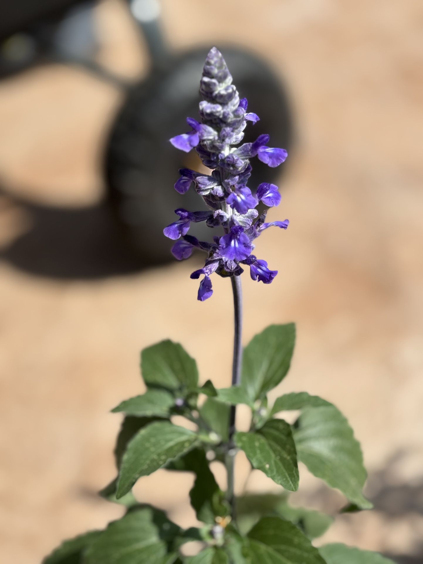 Salvia farinacea, violet- blue flower spike's