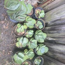 Succulents Bromeliads And  Coconut   And More 