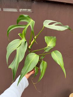 6” monstera burle marx flame