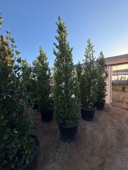Carolina Cherry privacy shrubs  25 gallons 8  feet tall