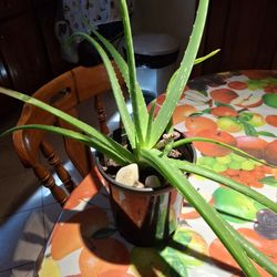 Aloe Vera Plant
