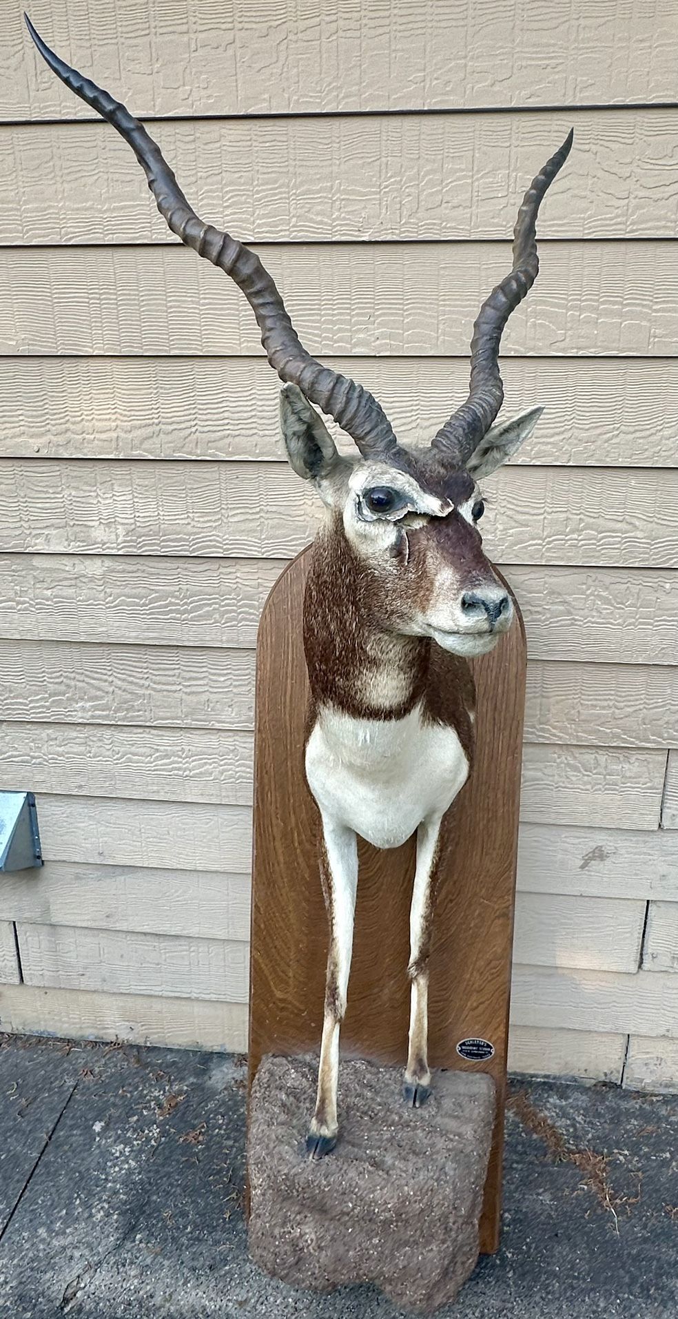 Taxidermy Blackbuck Antelope
