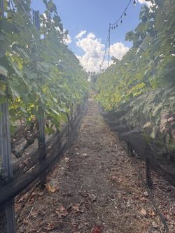 🍇 Grape Vines for Sale – Perfect for Winemaking! 🍇