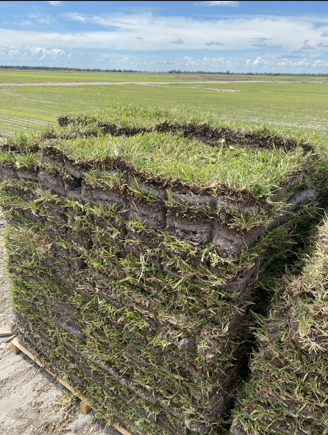 St Augustine Sod