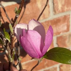 Magnolia Tree