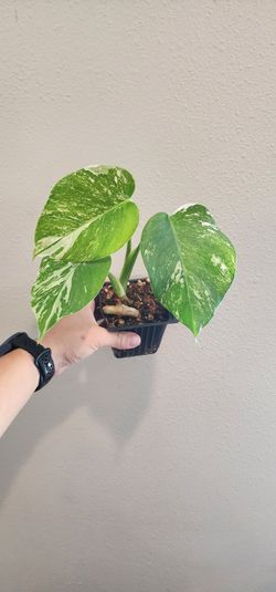 Albo monstera