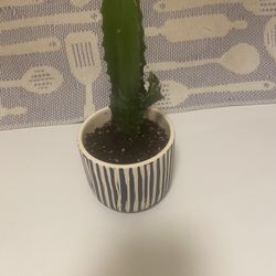 Cactus Plant In Ceramic Pot With Drainage 