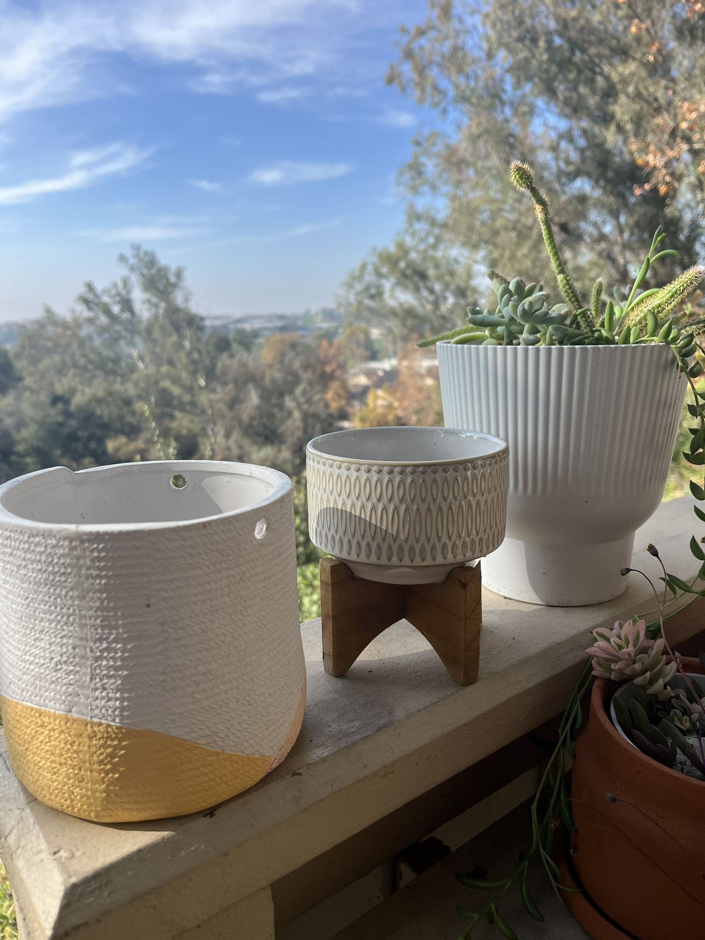 Planters And Succulent cactus