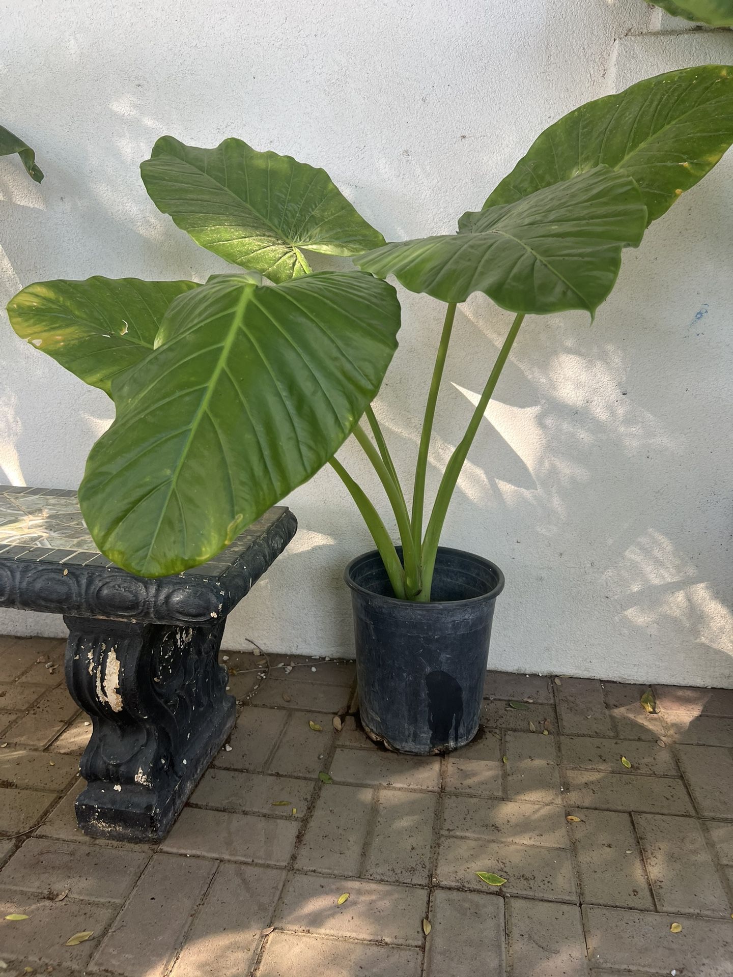 Hoja De Elefante Planta Natural