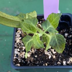 Luna Salvia Divinorum Plant - Sage of the Diviners  - Yerba de la pastora - Hierba de los dioses - ska maria planta aztec azteca maya oaxaca