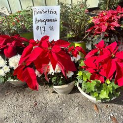 Poinsettia Arrangament!