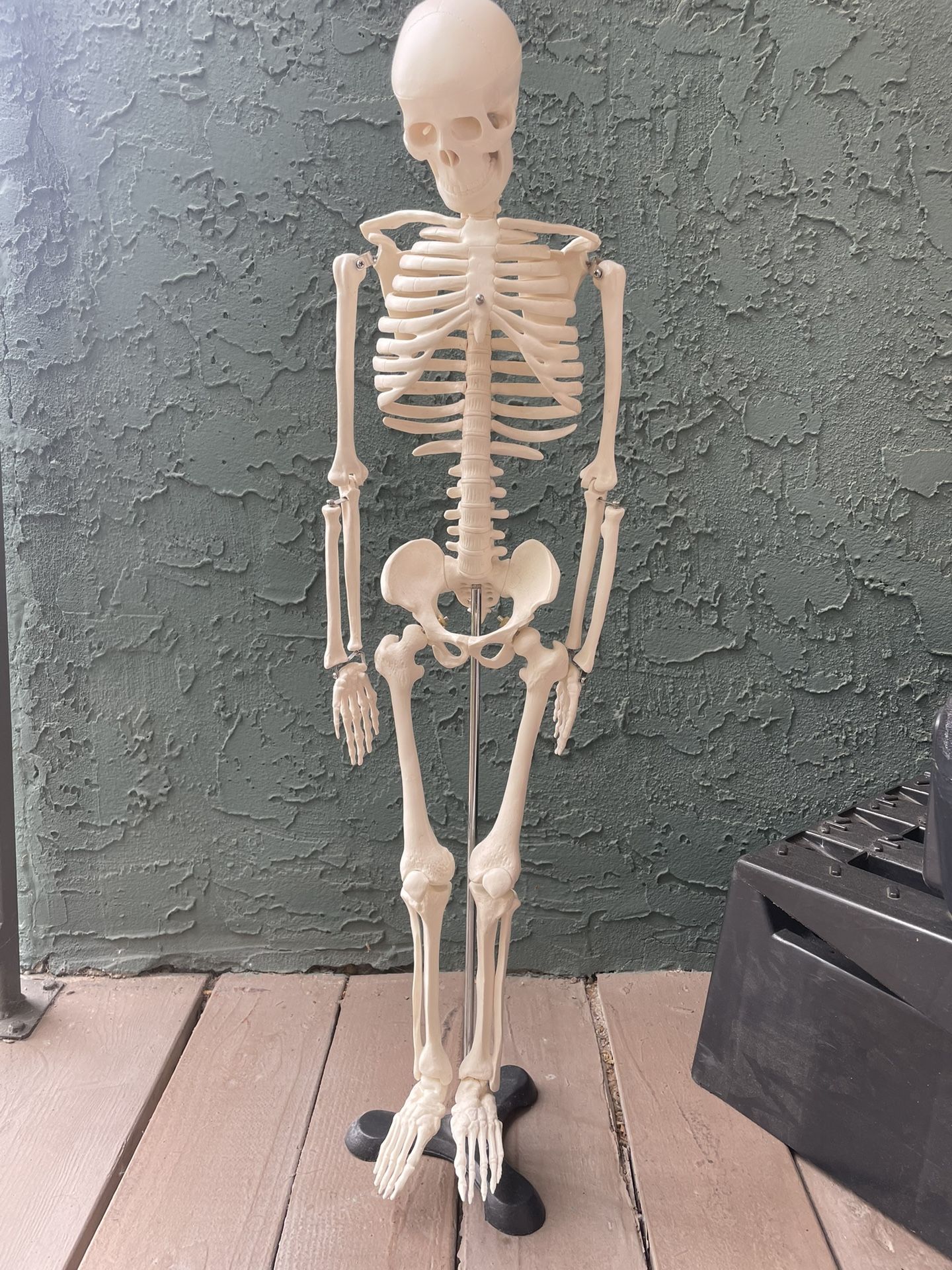 Human Skeleton Model for Anatomy Mini Human Skeleton Model with Metal Stand - 33.4 Inches Tall with Removable Arms and Legs