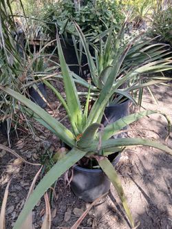 Aloe Vera 2 prices