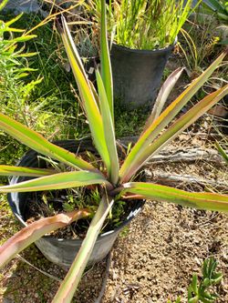 Agave Plants