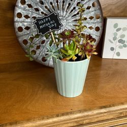 Plants- Succulents-Home Decor-gift 