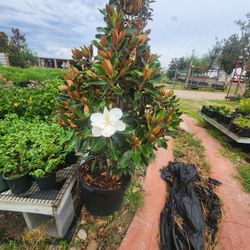 Magnolias Tree 15gallones 5ft Tall For Sales