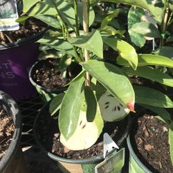 Soursop Graviola Guanabana Annona Muricata 1 Gallon Seedling Plant Tree Fully Grown