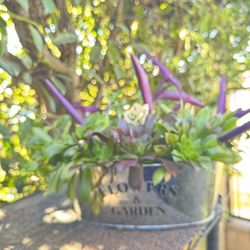 Succulent Arrangement 