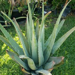 Aloe Vera plant