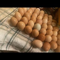 Free Range Eggs 