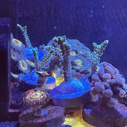 Neon Green Stylo Frag – Hardy SPS Starter 