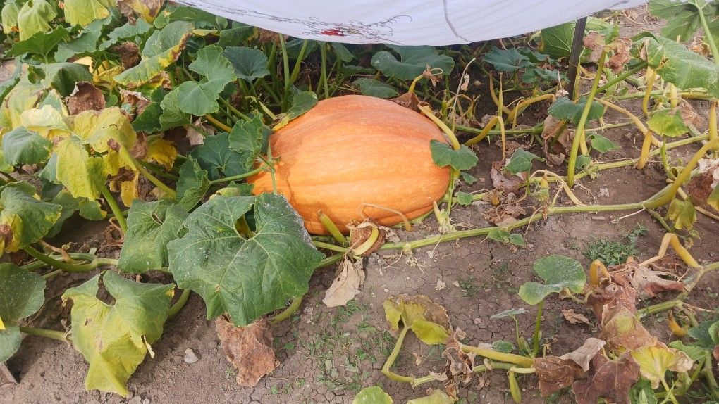 100+ LBS PUMPKINS FOR SALE!