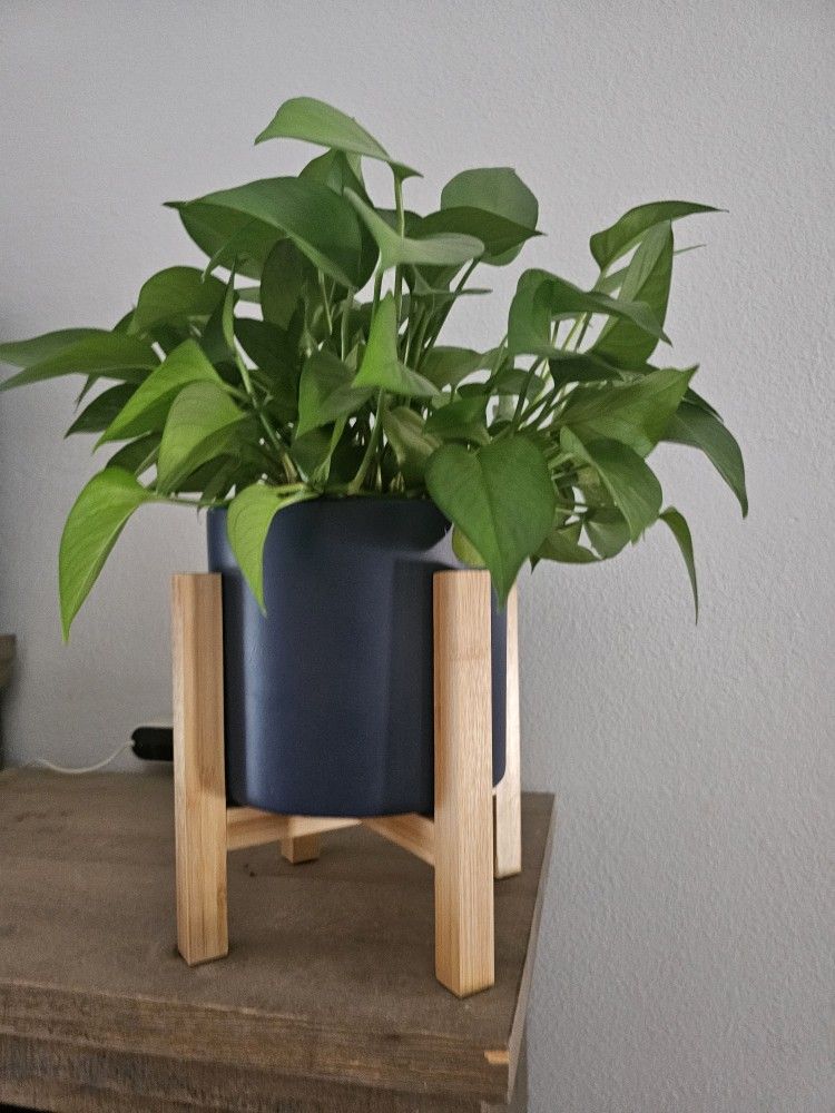 Jade Pothos In Self Watering Pot Quantity  2