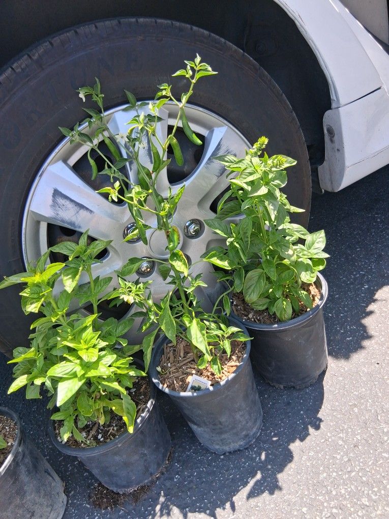 Chiles En 1 Galón