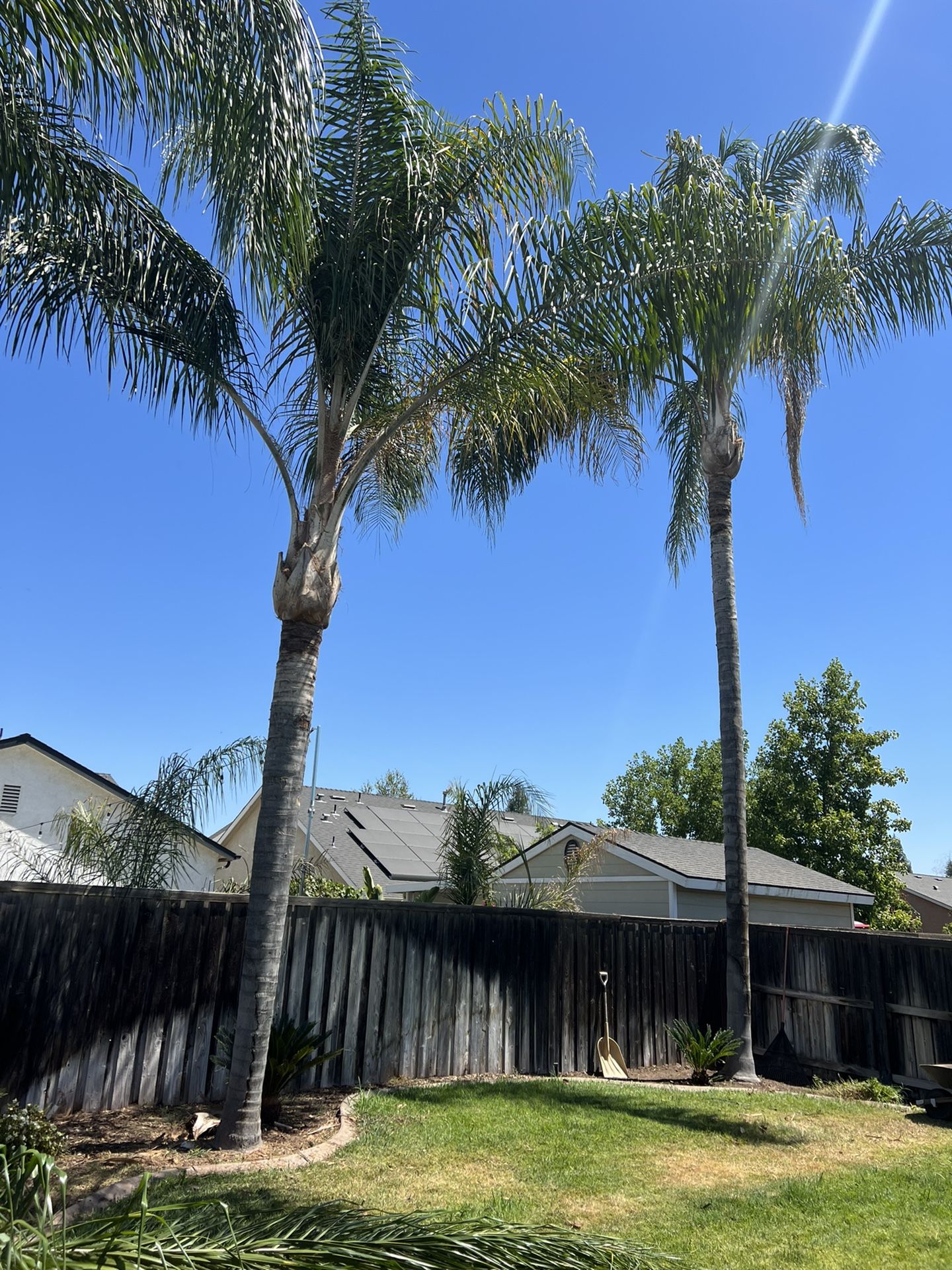 Palm Trees And Trees