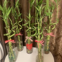 Lucky Bamboo Plants