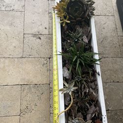 Succulent Arrangement 