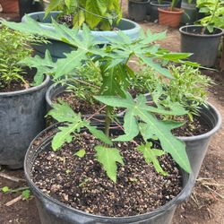 Papaya Plant