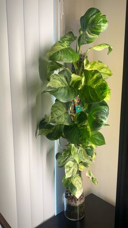 Manjula pothos on moss pole
