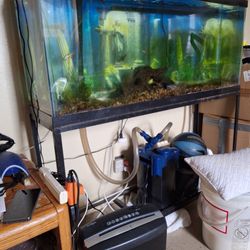 55 Gallon Tank With Stand And Filter System